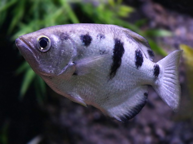 Banded Archerfish
