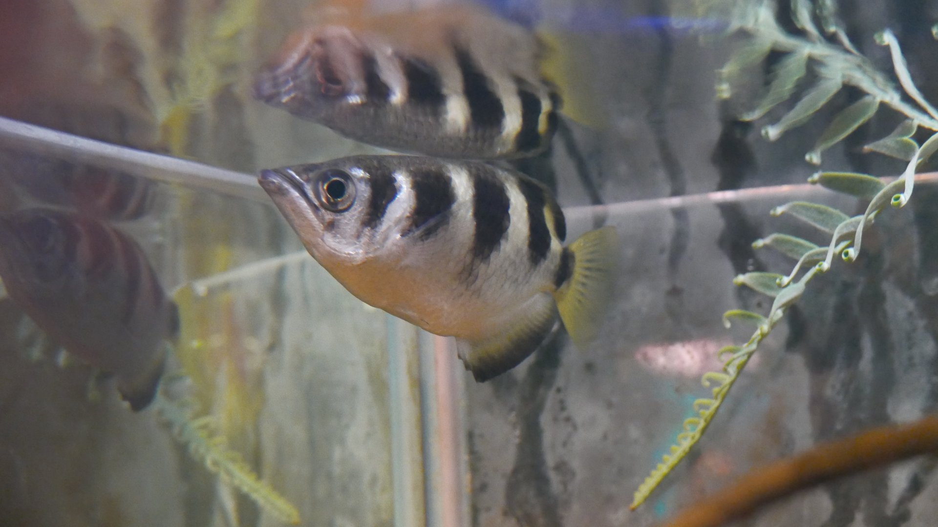 Banded Archerfish