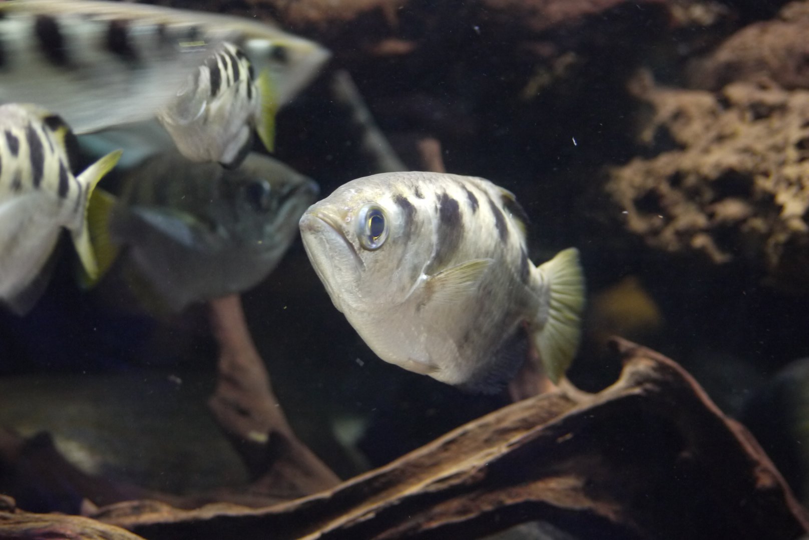 Banded Archerfish