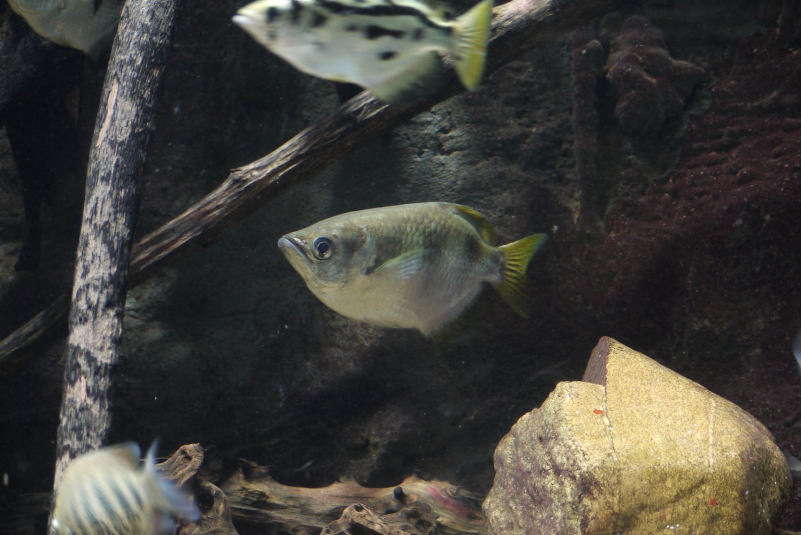 Banded Archerfish
