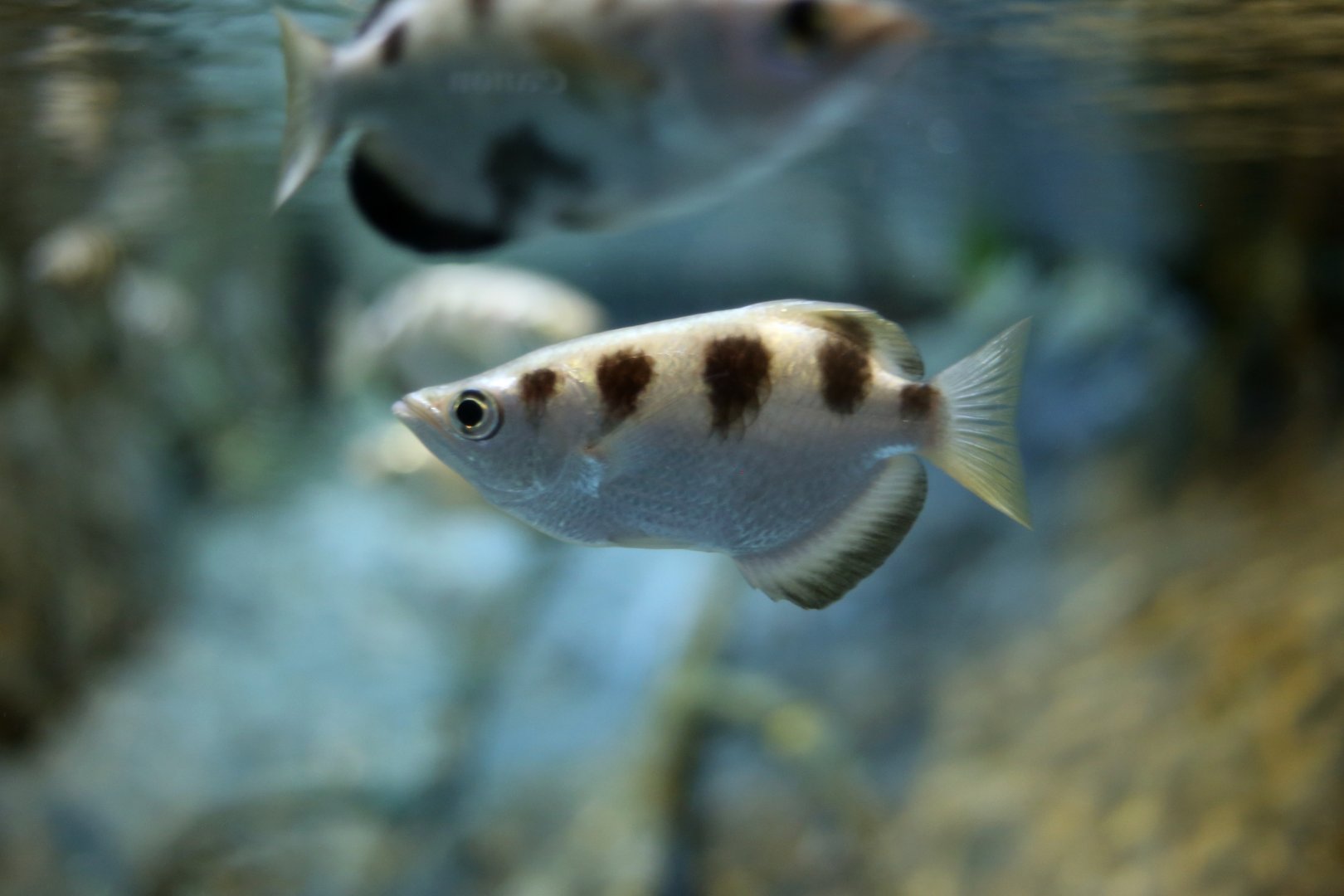 Banded Archerfish