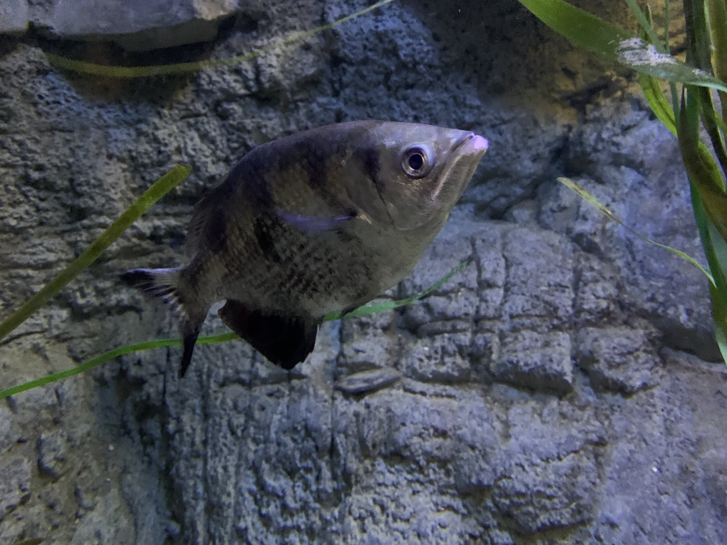 Banded Archerfish