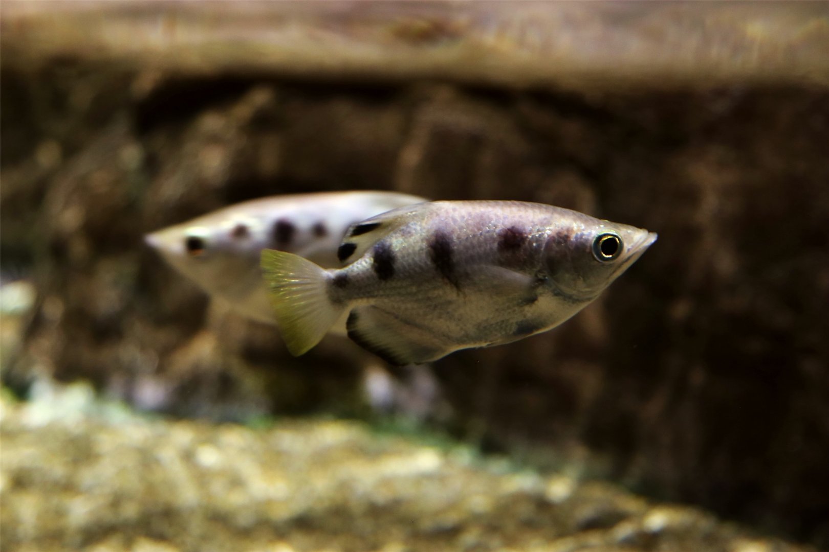 Banded Archerfish
