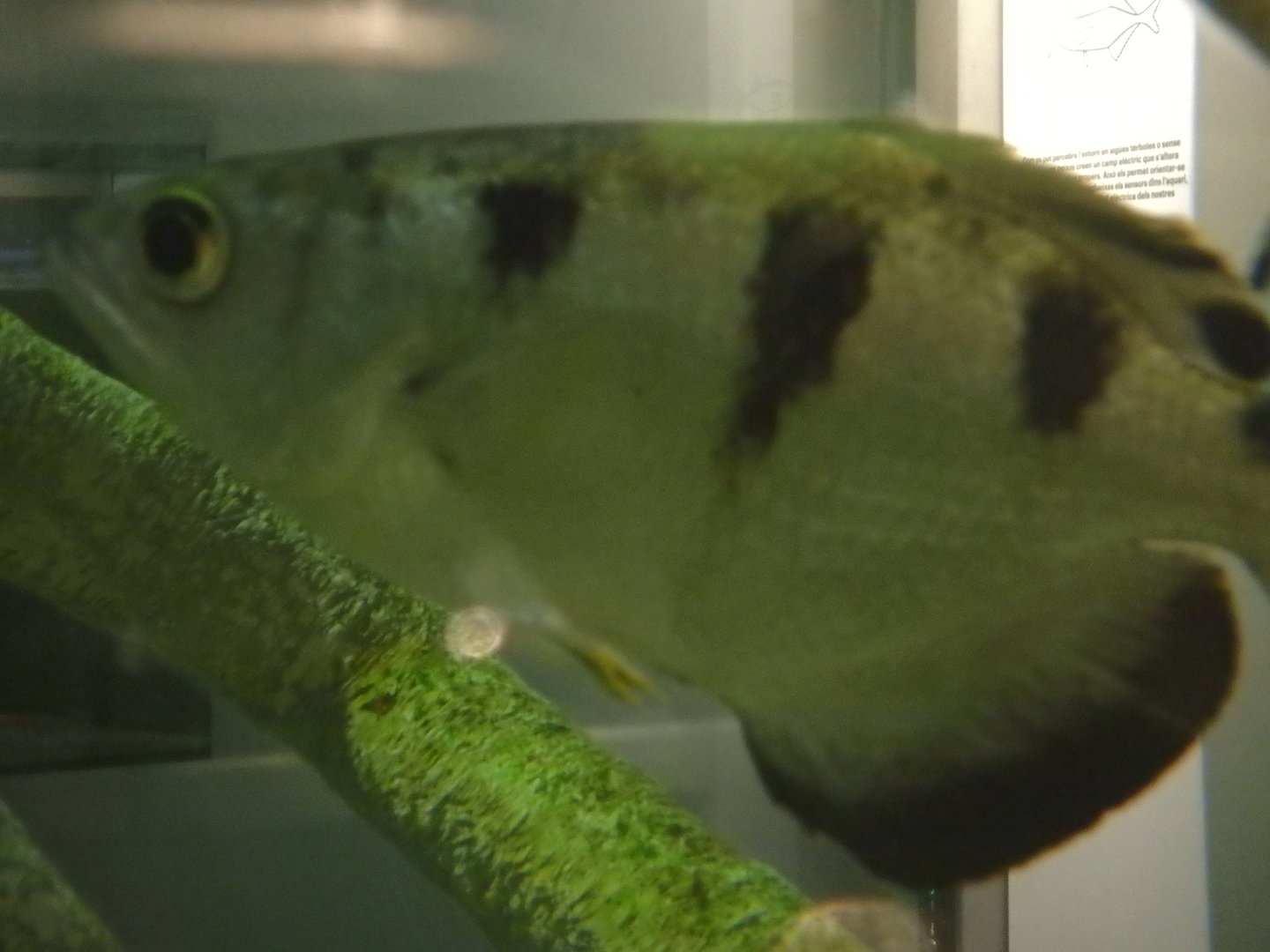 Banded archerfish