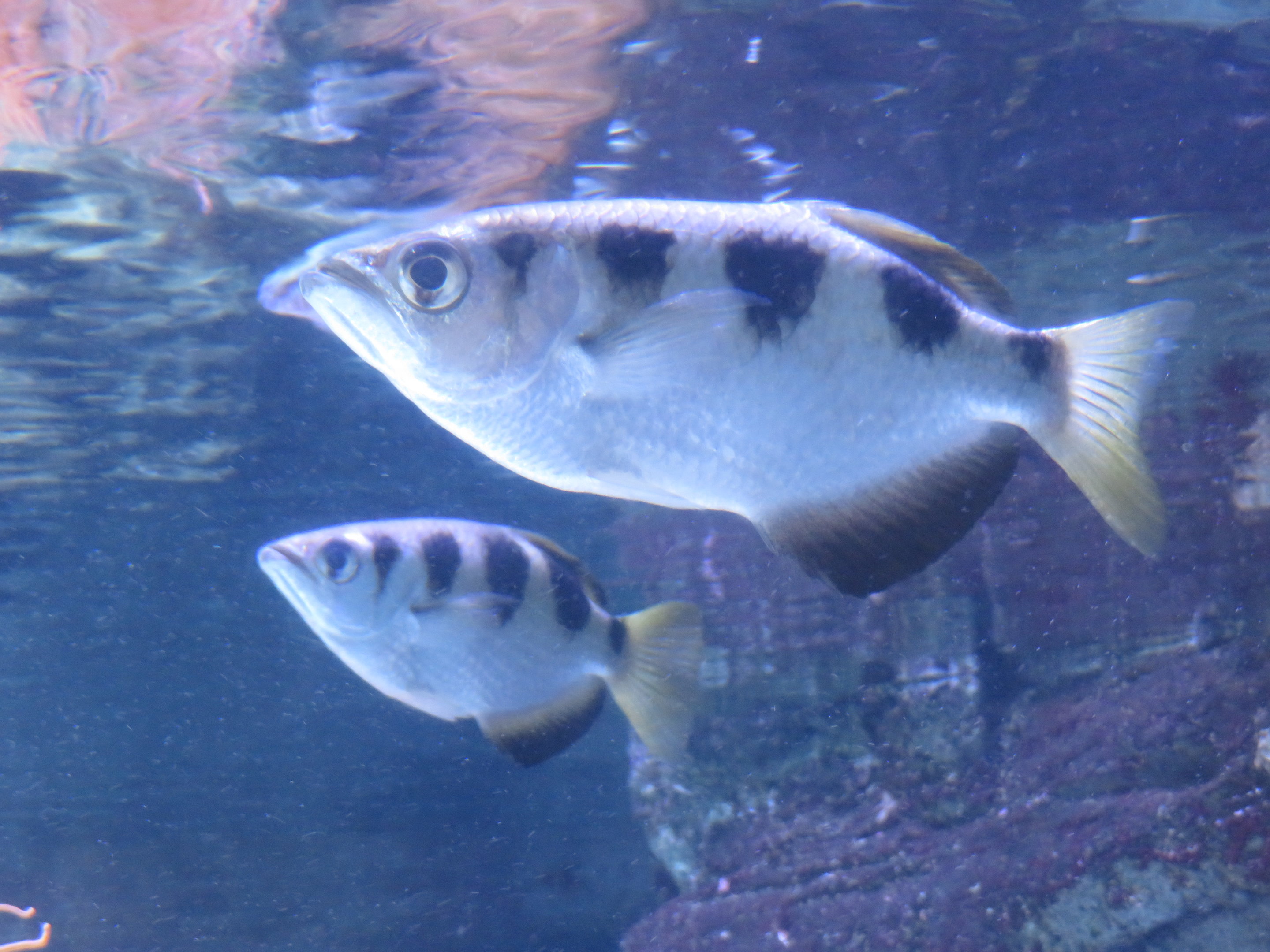 Banded Archerfish