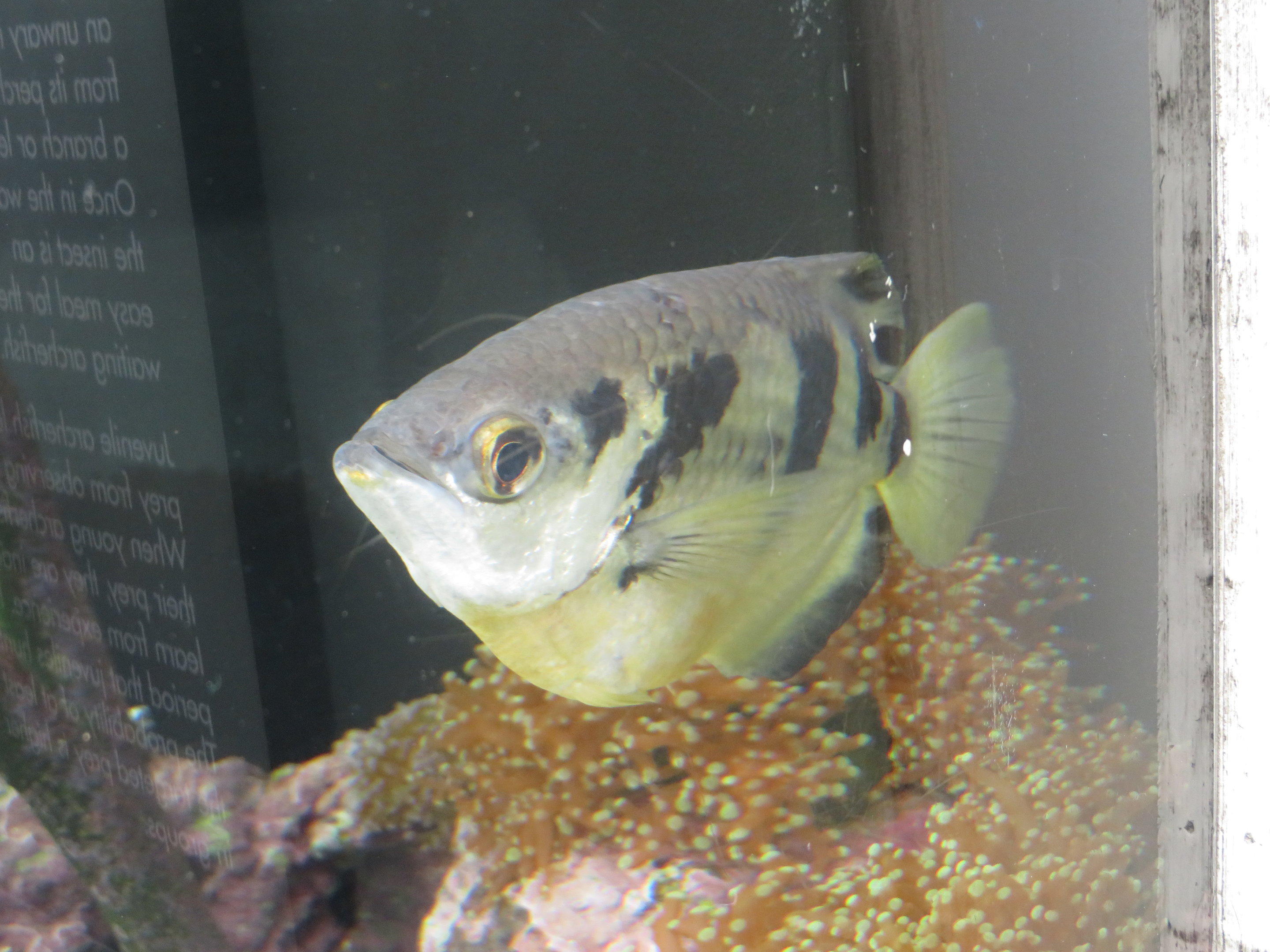 Banded Archerfish