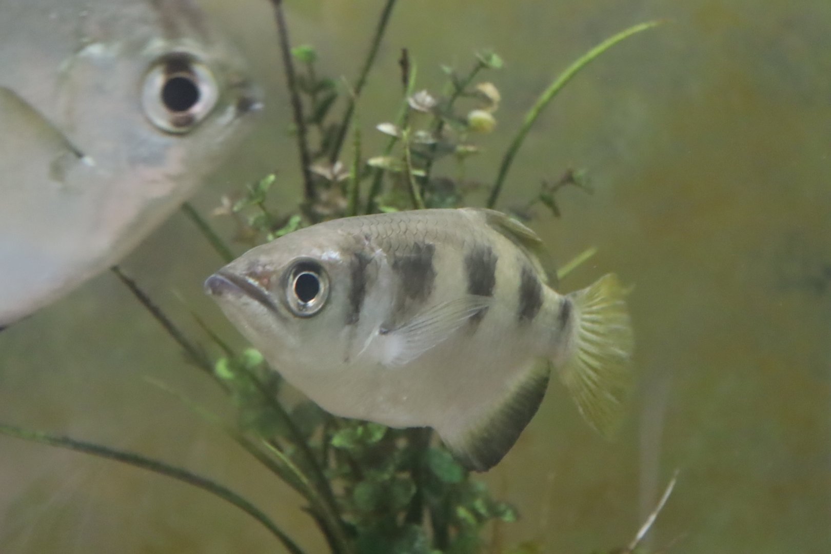 Banded Archerfish