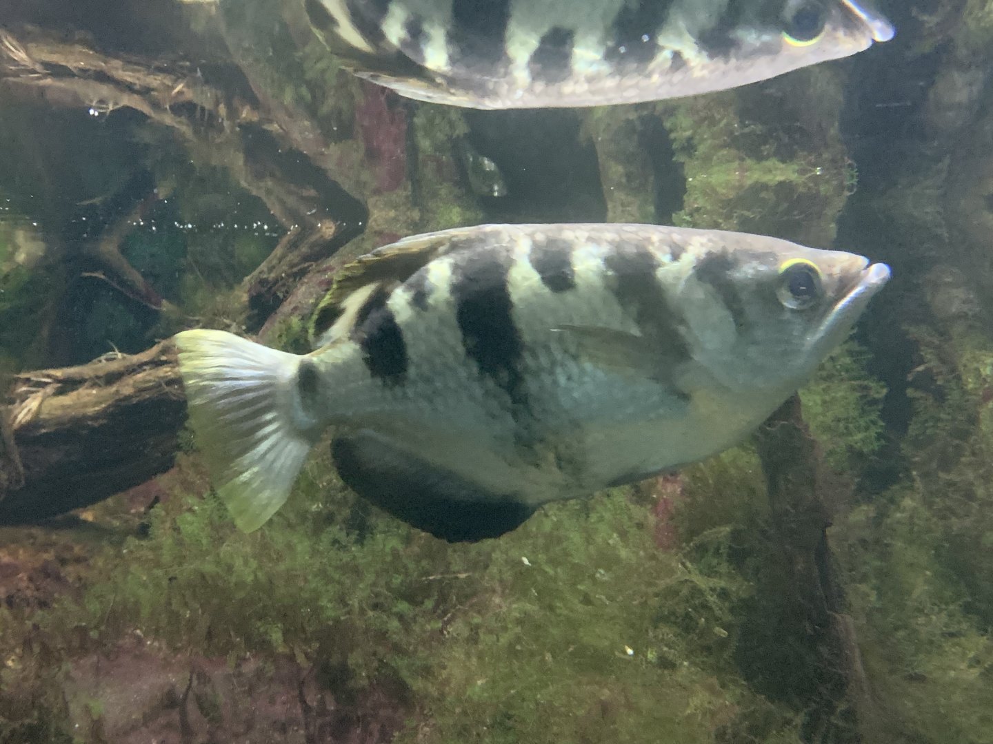 Banded archerfish