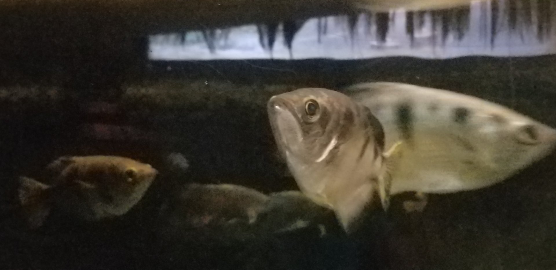 Banded Archerfish