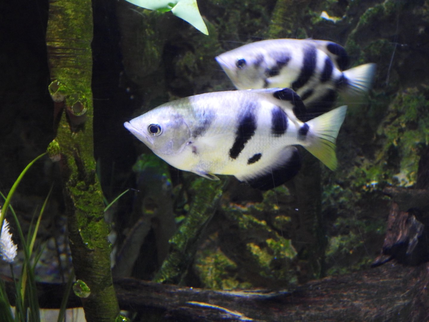 Banded archerfish