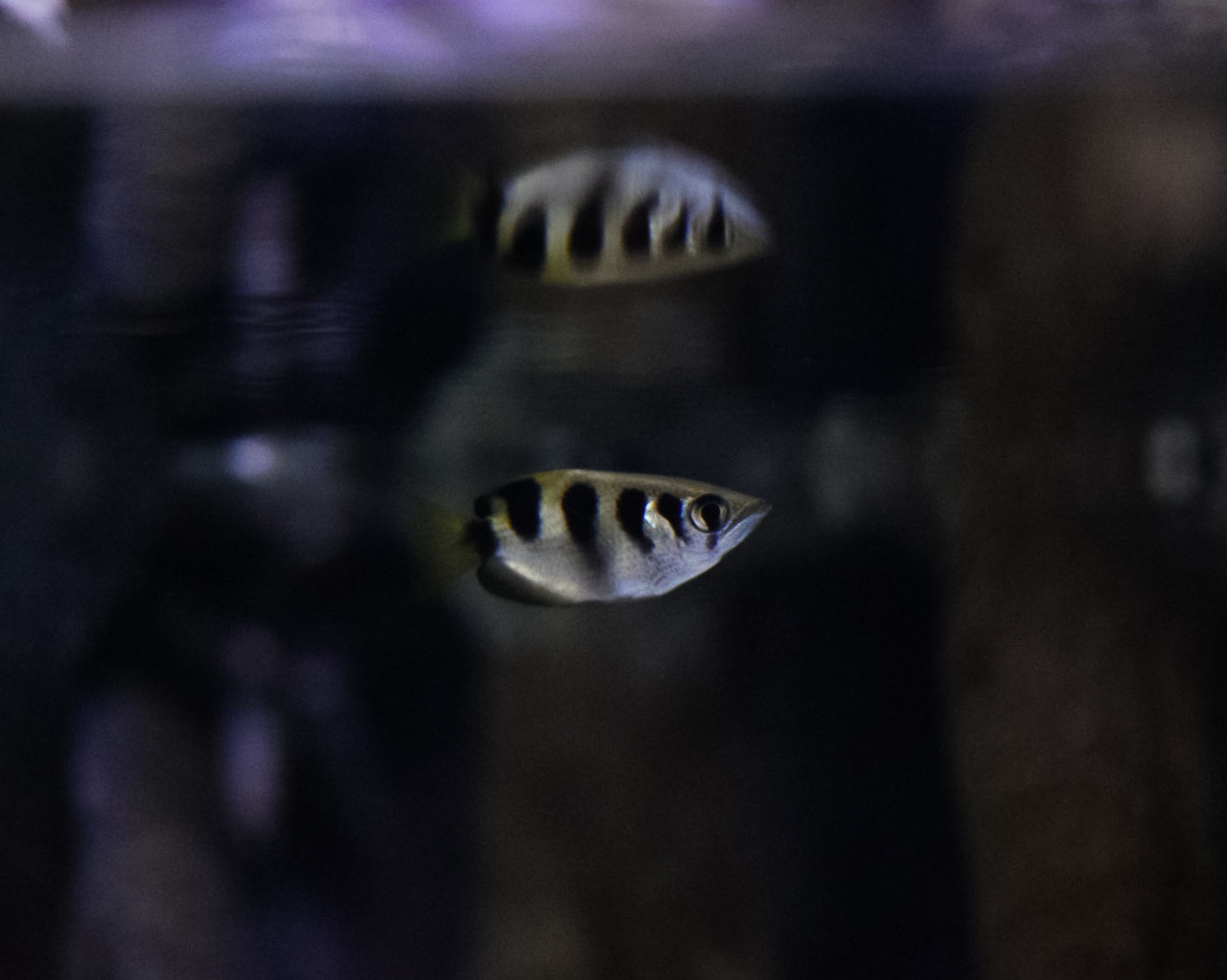 Banded Archerfish