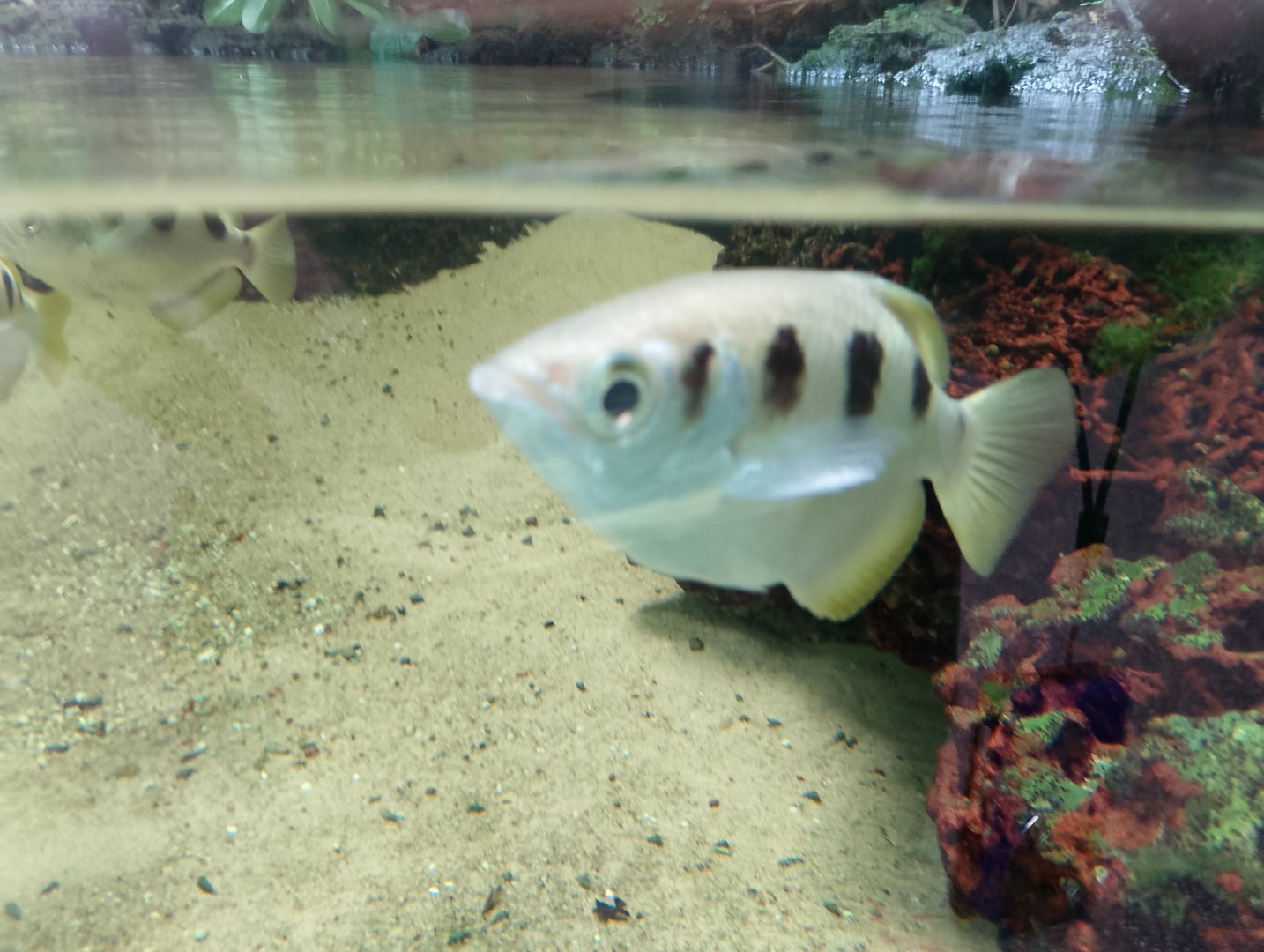 Banded archerfish