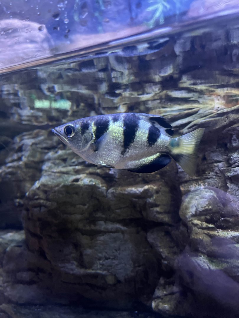Banded archerfish