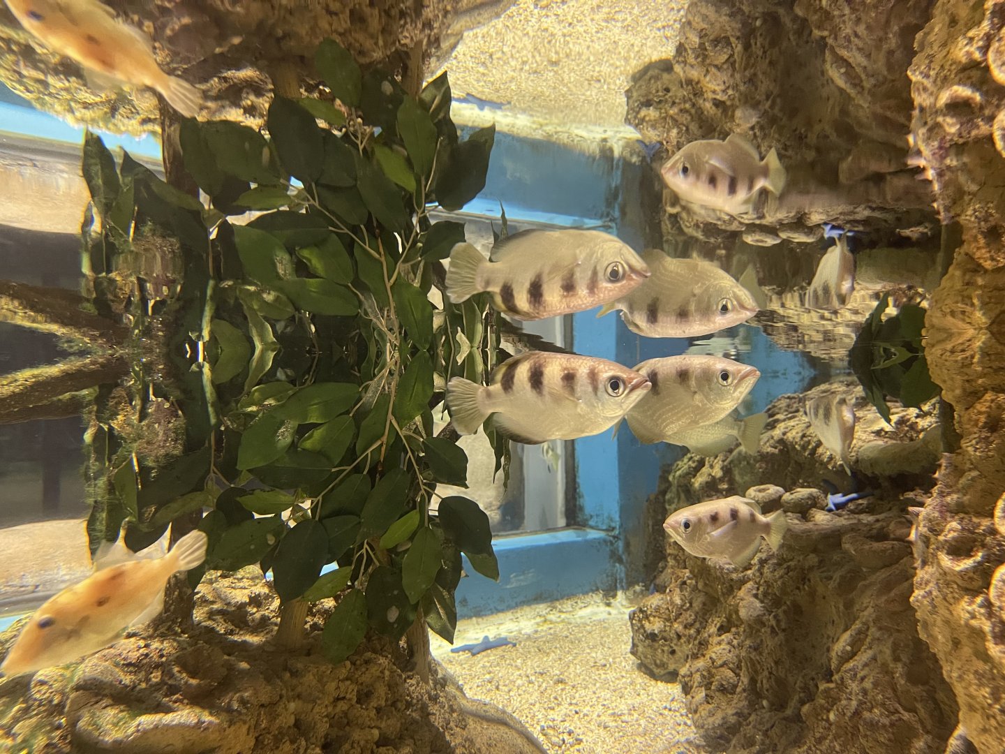 banded archerfishes (toxotes jaculatrix)