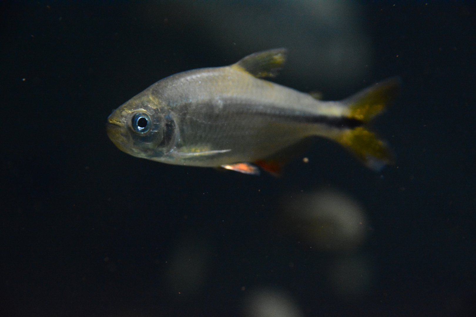 Banded astyanax (Astyanax fasciatus)