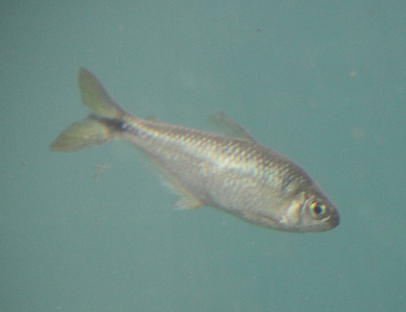 Banded astyanax fasciatus