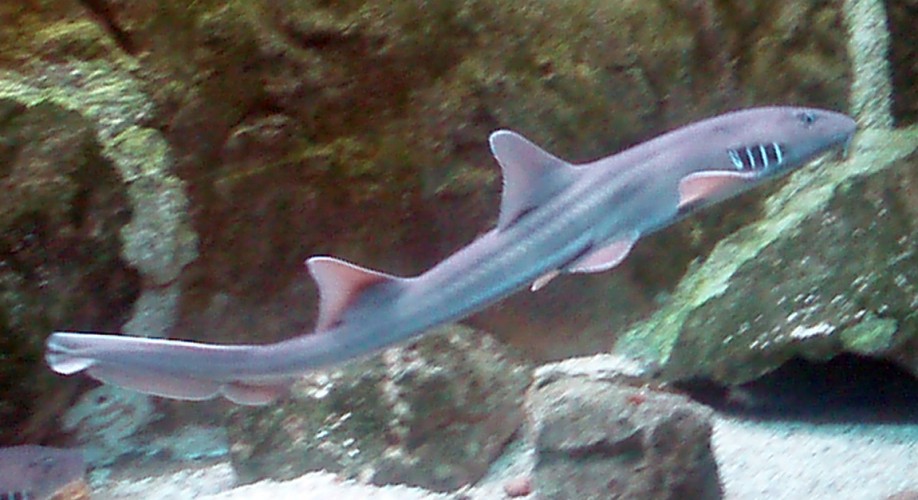 Banded Bamboo Shark (Chiloscyllium punctatum)