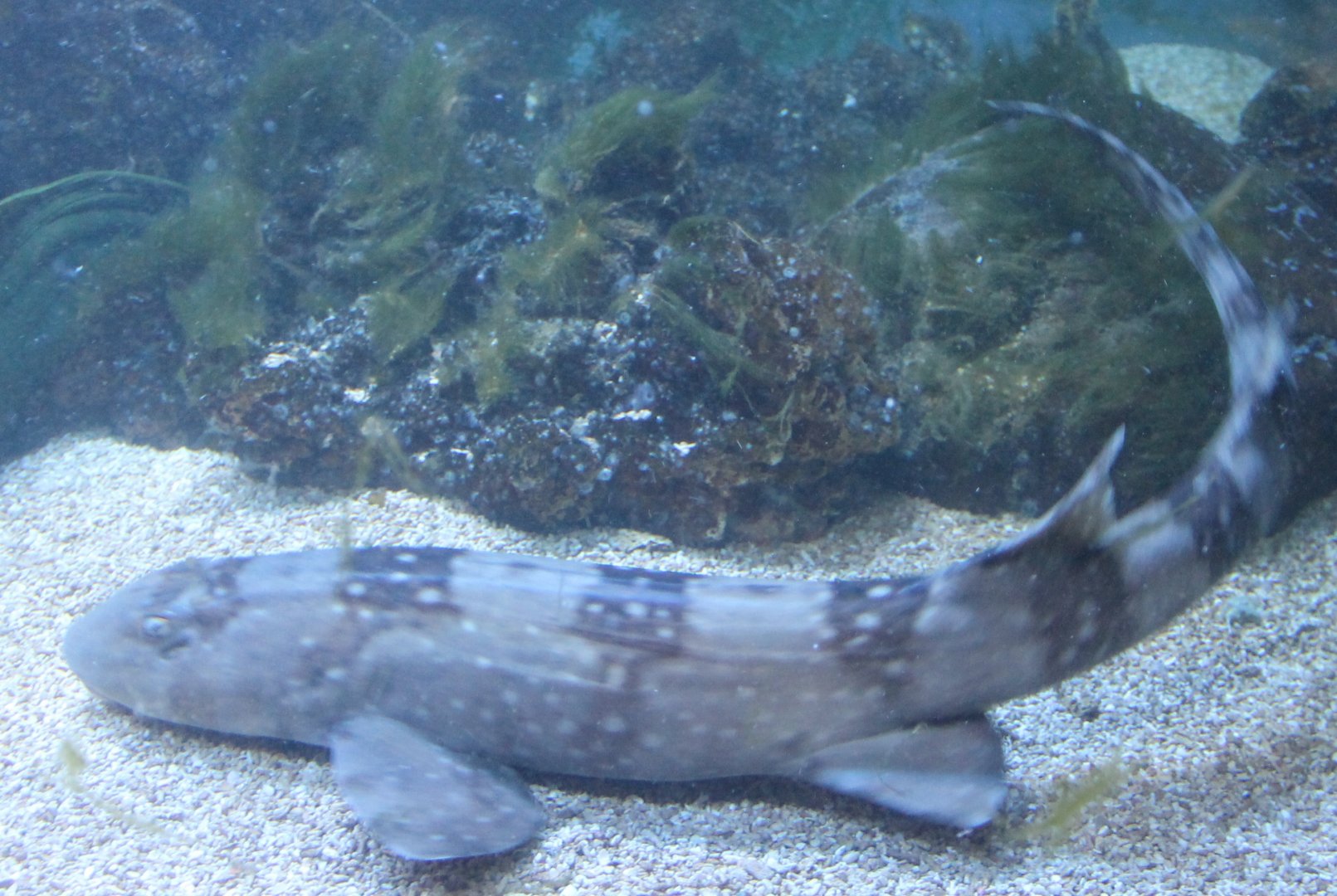 Banded bamboo-shark