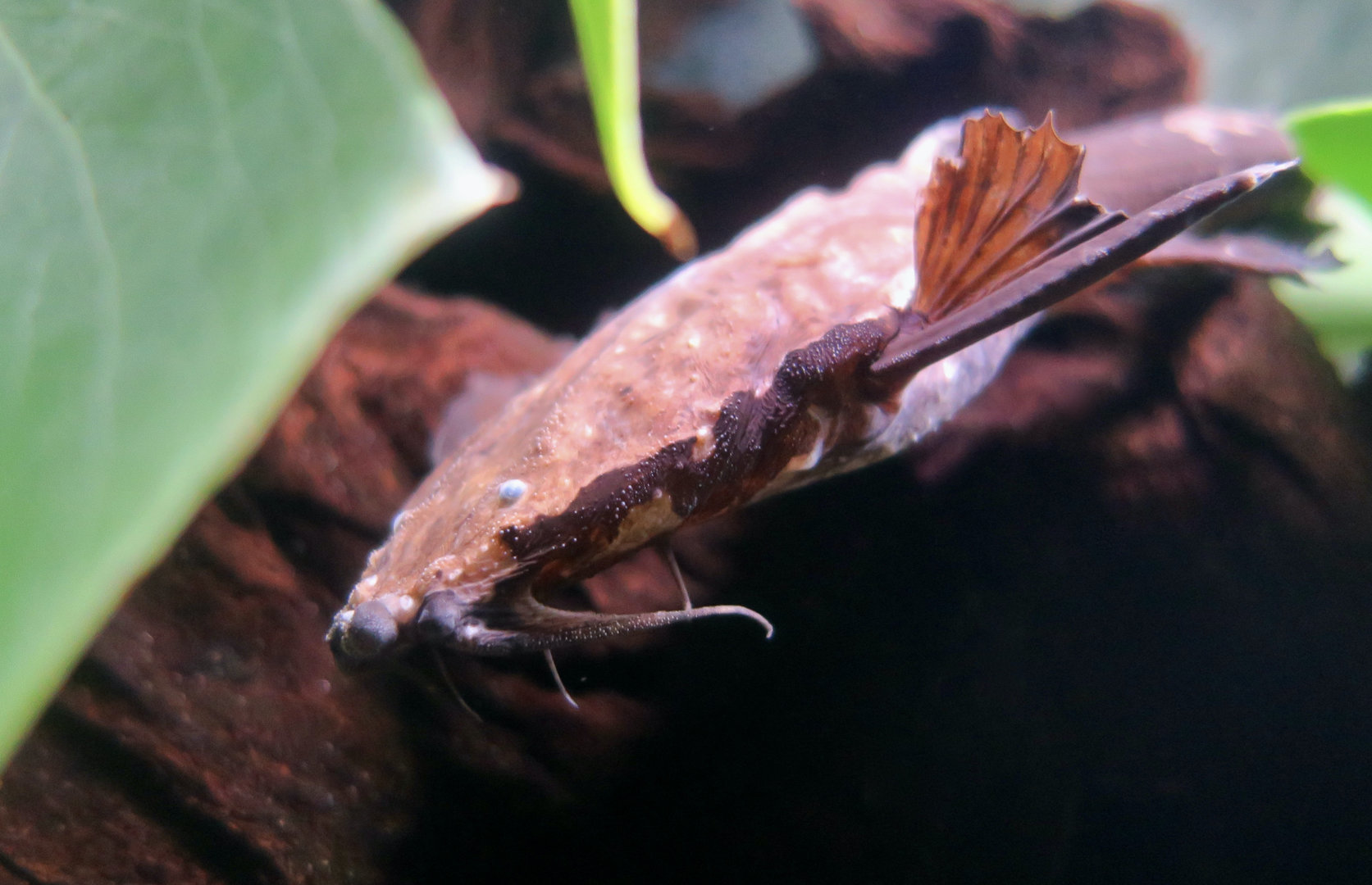 Banded Banjo Catfish (Platystacus cotylephorus)