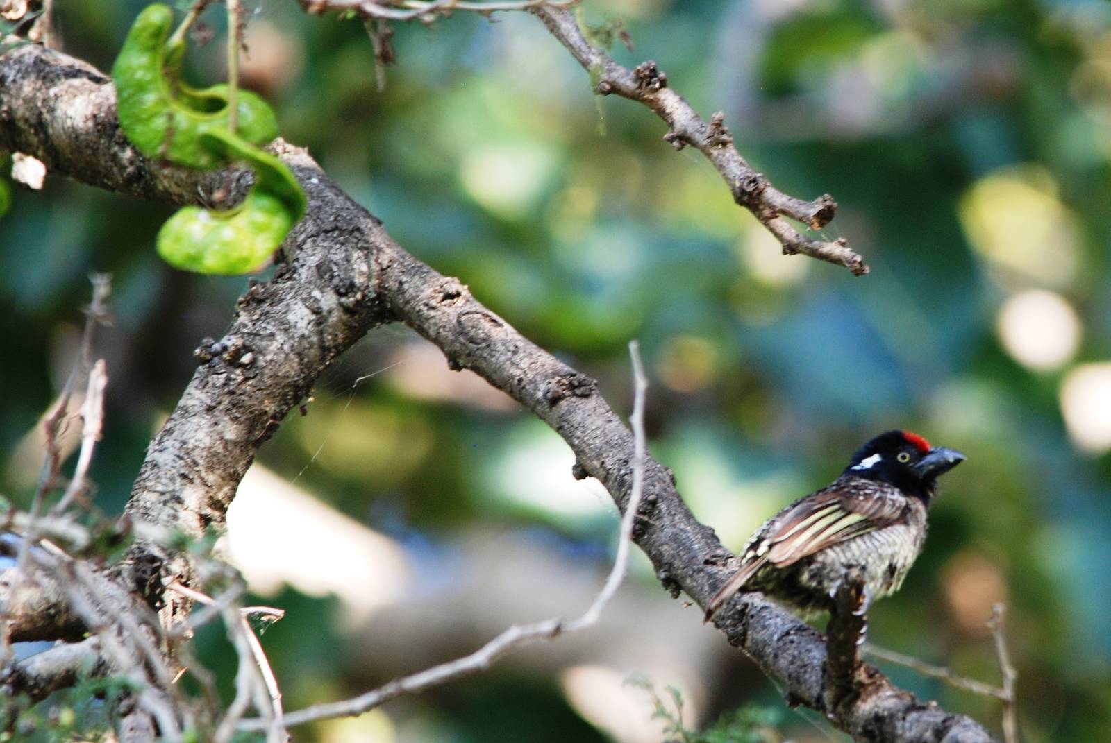 Banded Barbet at Hawassa, 16/10/14