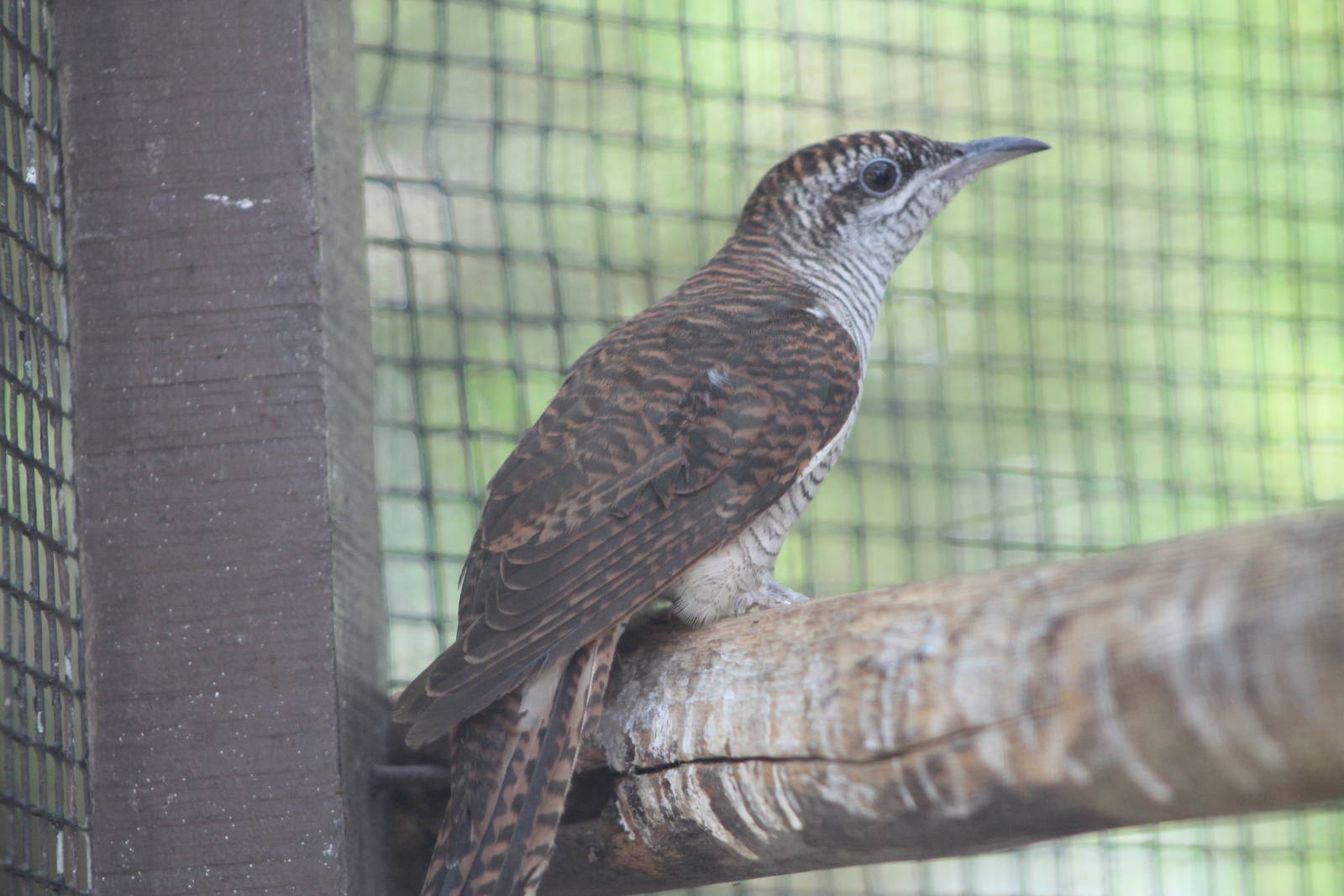 banded bay cuckoo (Cacomantis sonneratii)