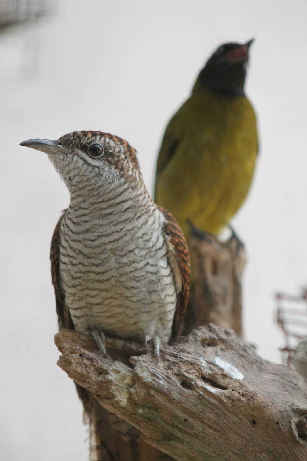 banded bay cuckoo (Cacomantis sonneratii)
