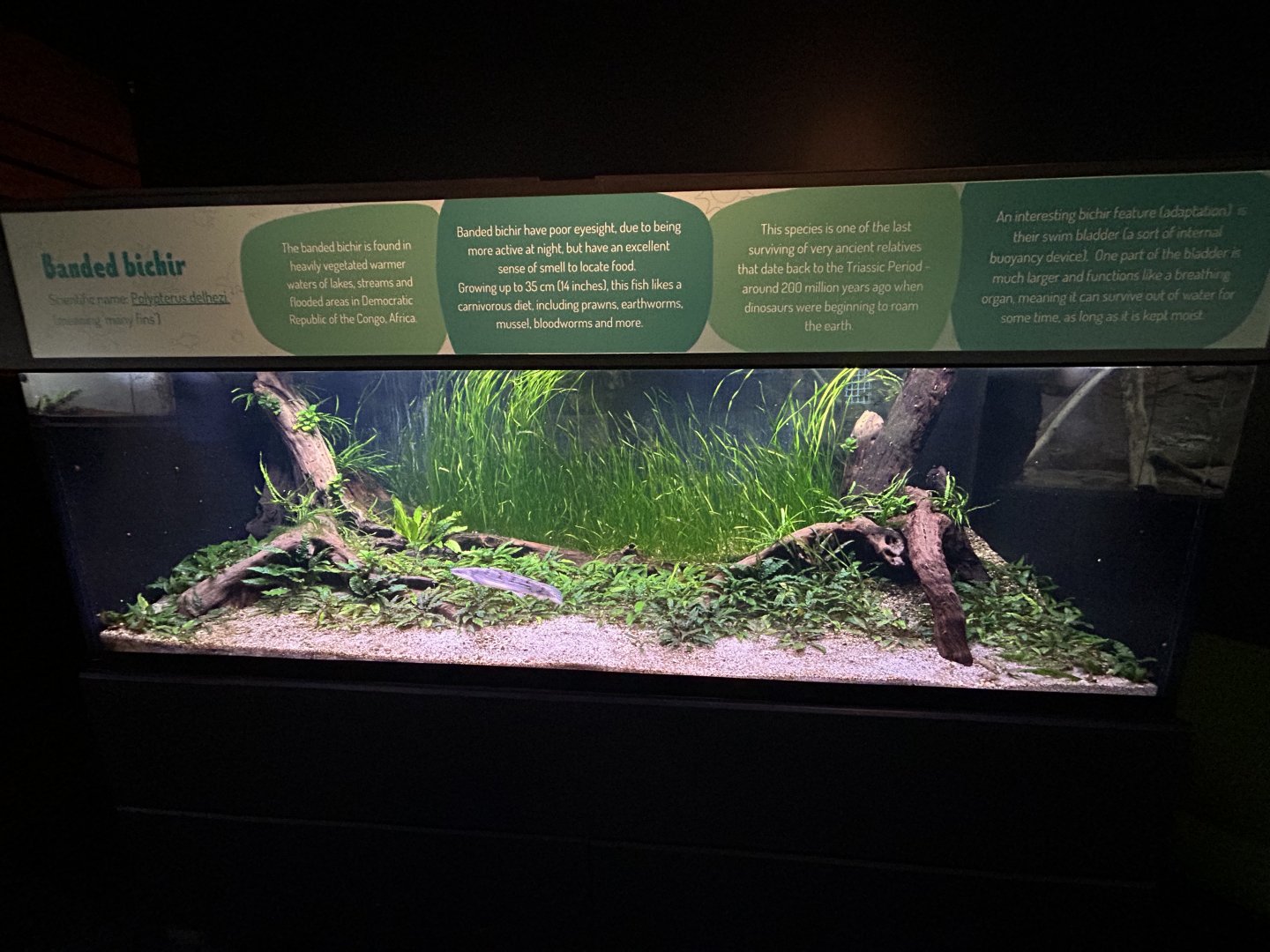 Banded Bichir Exhibit