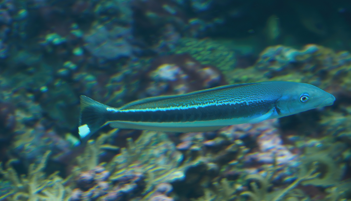 Banded blanquillo or Blue torpedo goby (Malacanthus latovittatus), 2025-05-17