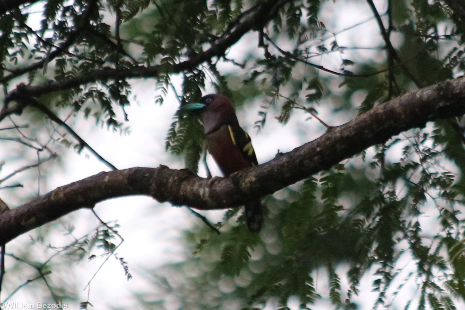 Banded Broadbill - Cat Tien