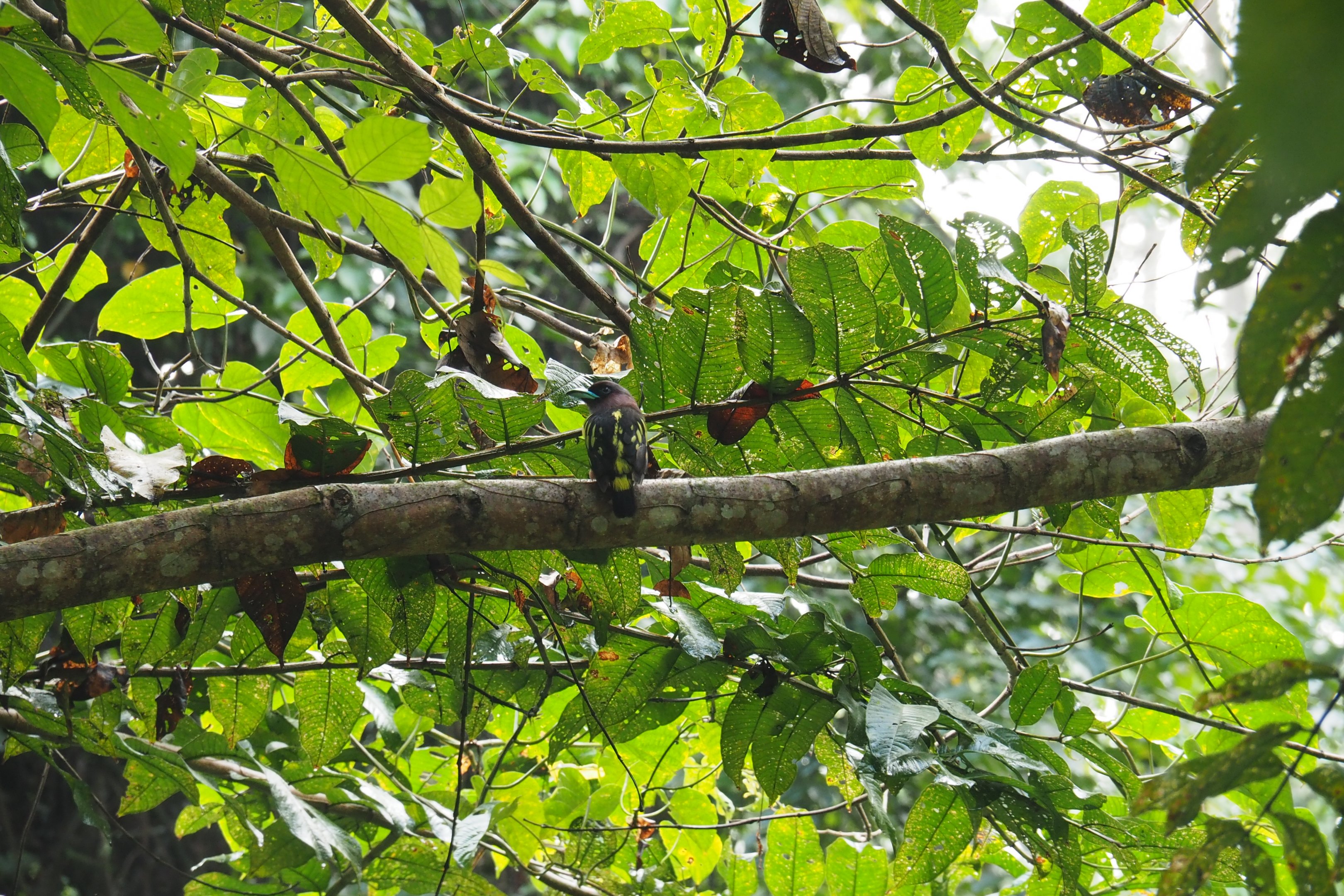 Banded Broadbill - Danum Valley, Sabah, Borneo
