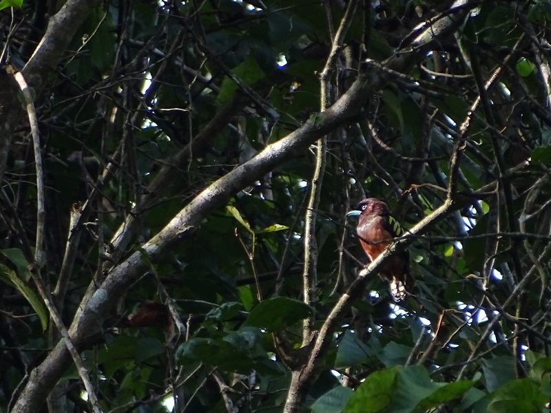 Banded broadbill (Eurylaimus javanicus pallidus)