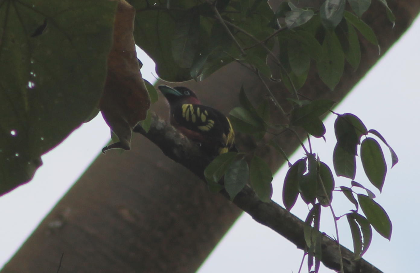 banded broadbill (Eurylaimus javanicus)