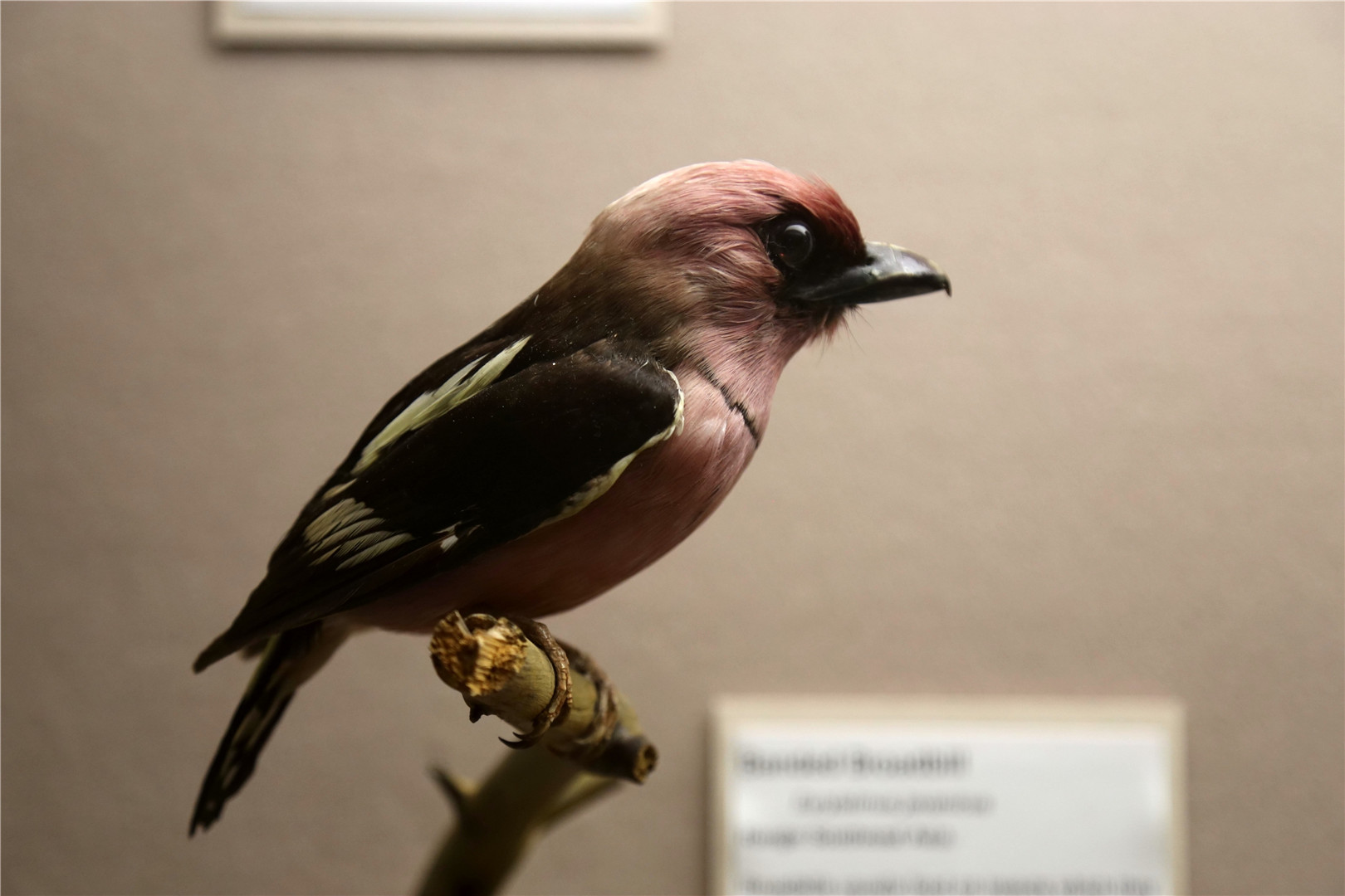 Banded broadbill (Eurylaimus javanicus)