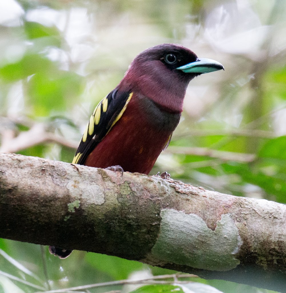 Banded Broadbill