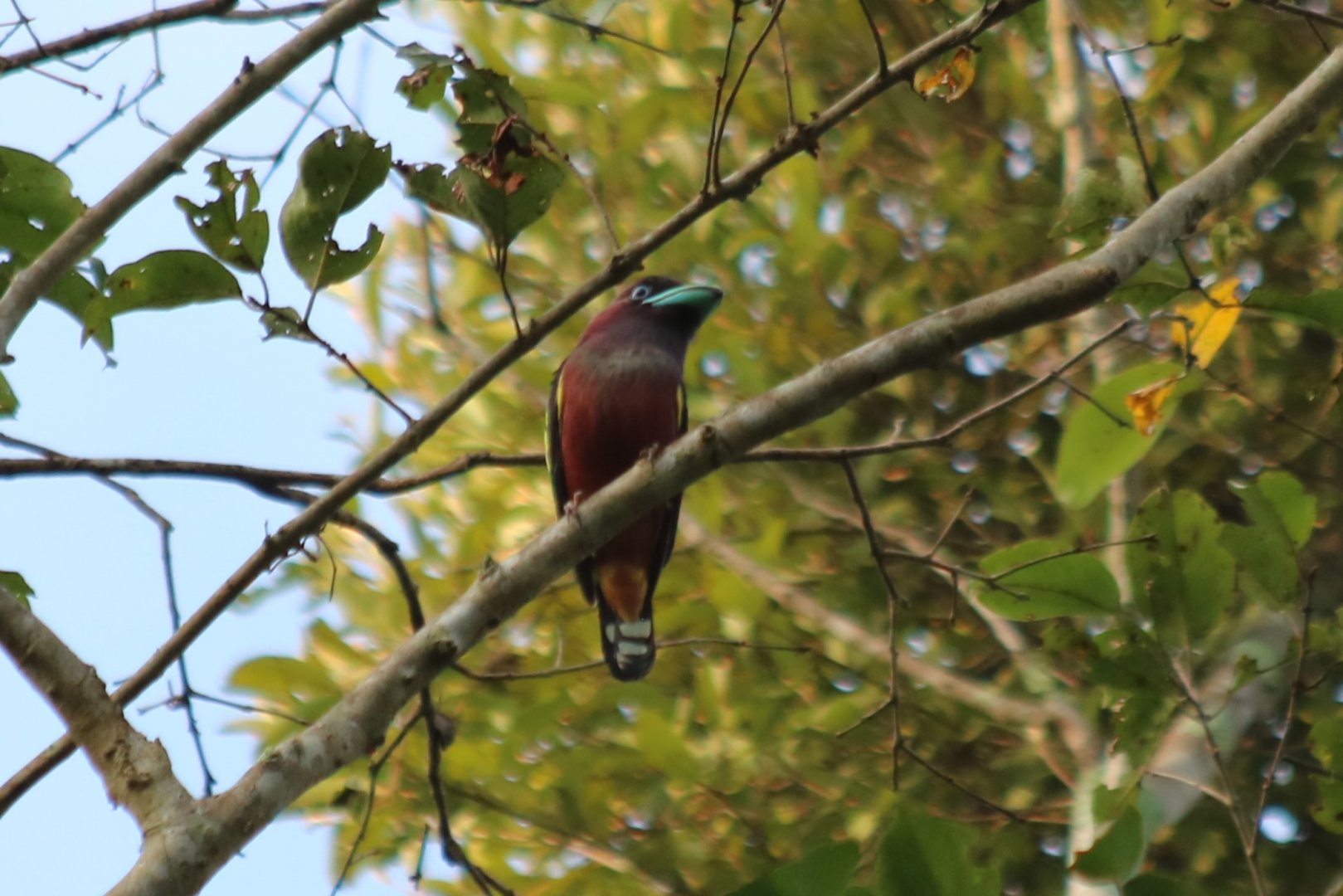 Banded Broadbill