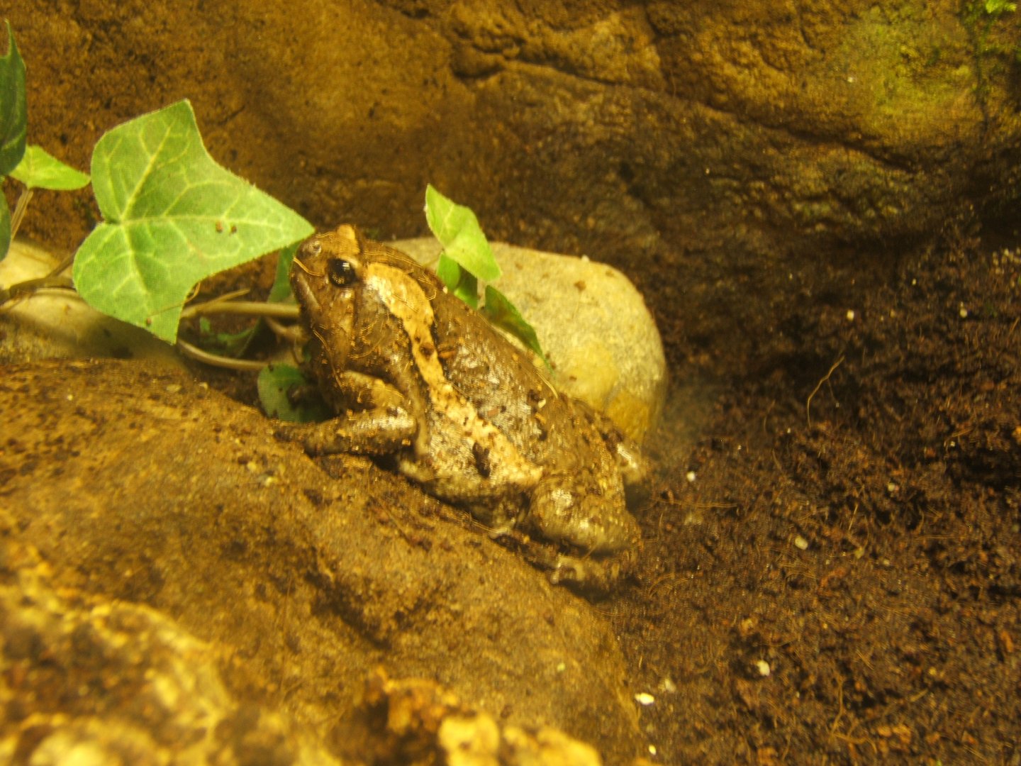 Banded Bullfrog 17/04/2019
