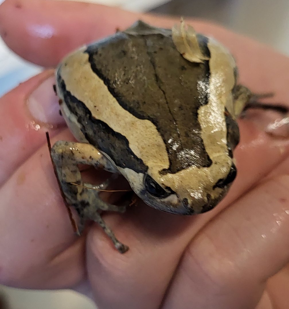 Banded bullfrog - Kaloula pulchra
