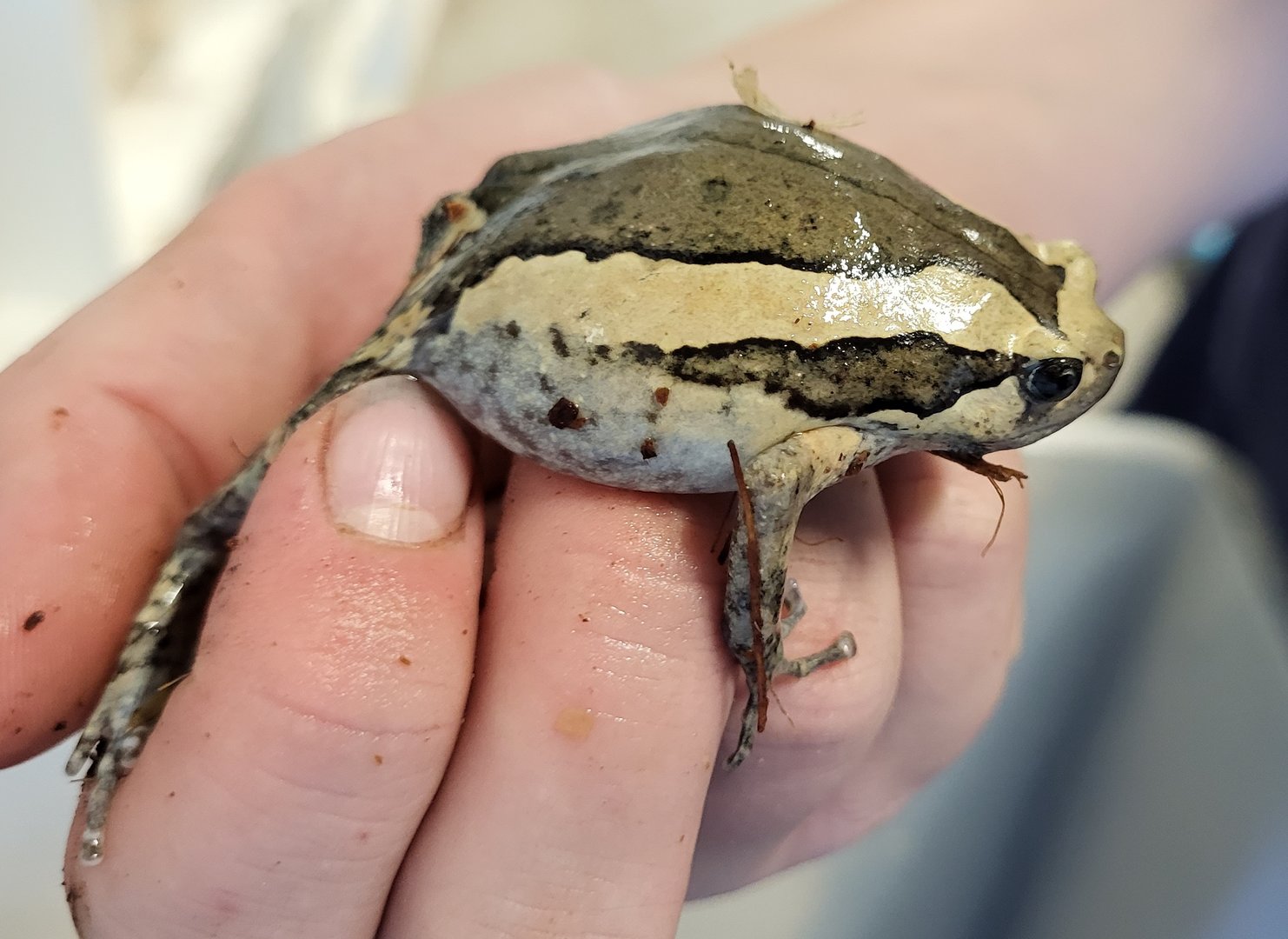 Banded bullfrog - Kaloula pulchra