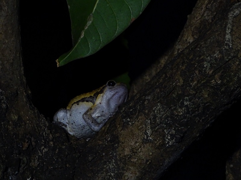 Banded bullfrog (Kaloula pulchra)