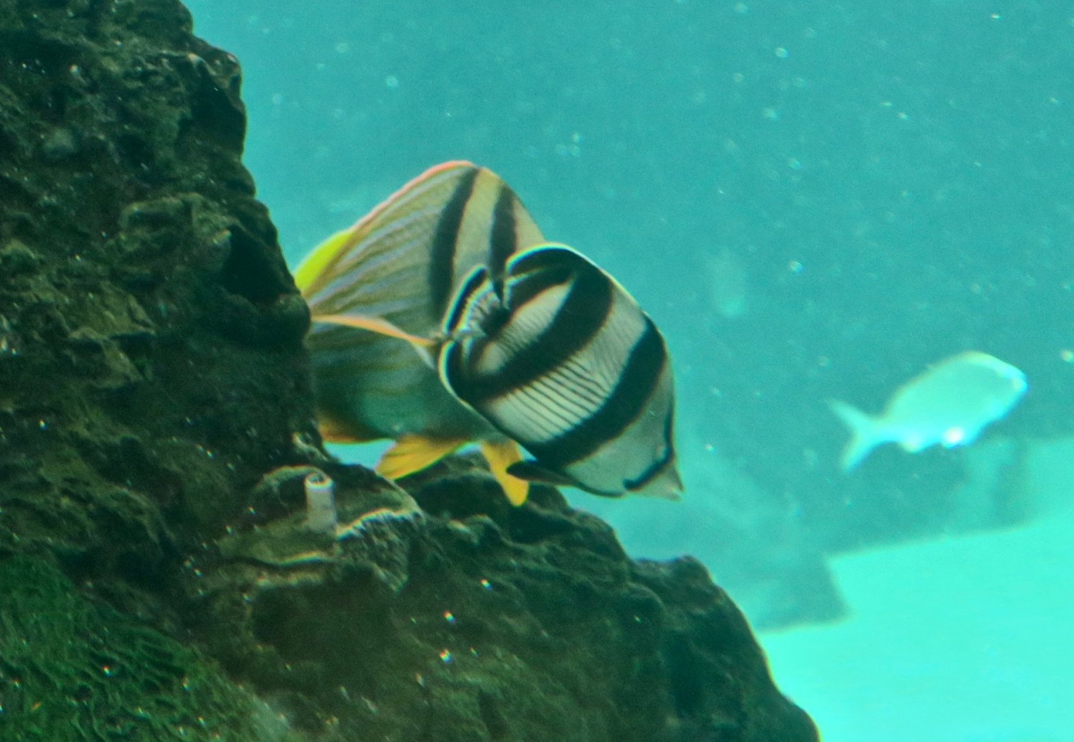 Banded Butterflyfish (Chaetodon striatus)
