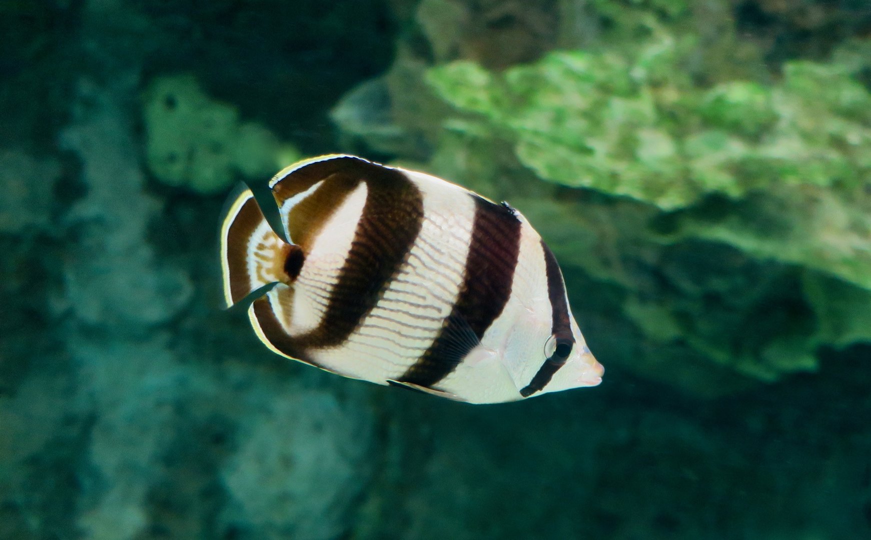 Banded Butterflyfish (Chaetodon striatus)