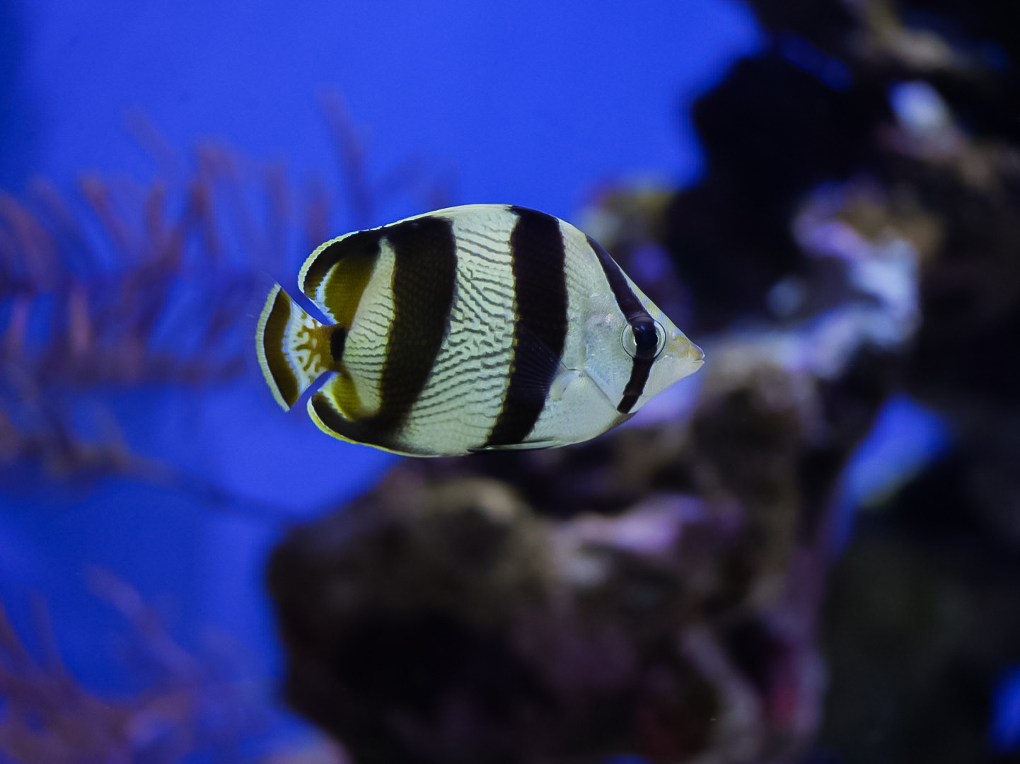 Banded Butterflyfish