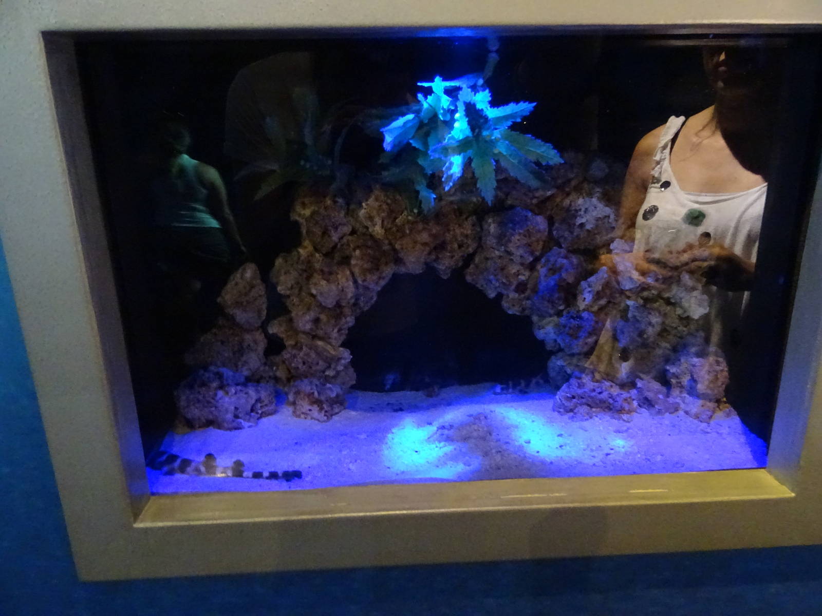 Banded Catshark at SeaWorld Orlando