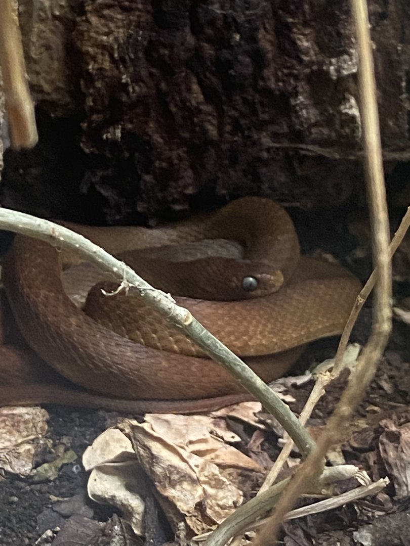 Banded/Central African egg-eating snake 040324