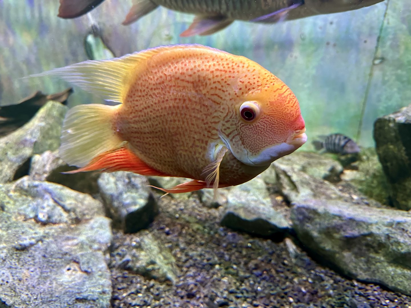Banded cichlid (Heros severus)