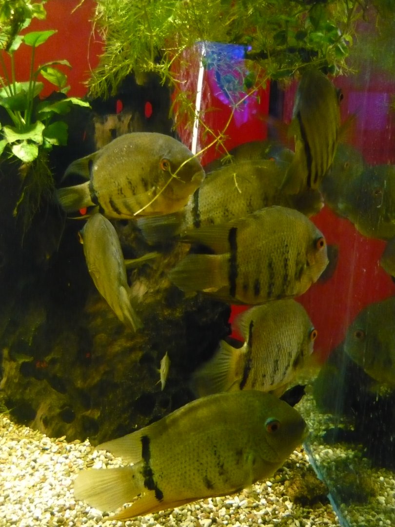 Banded cichlids (Heros severus)