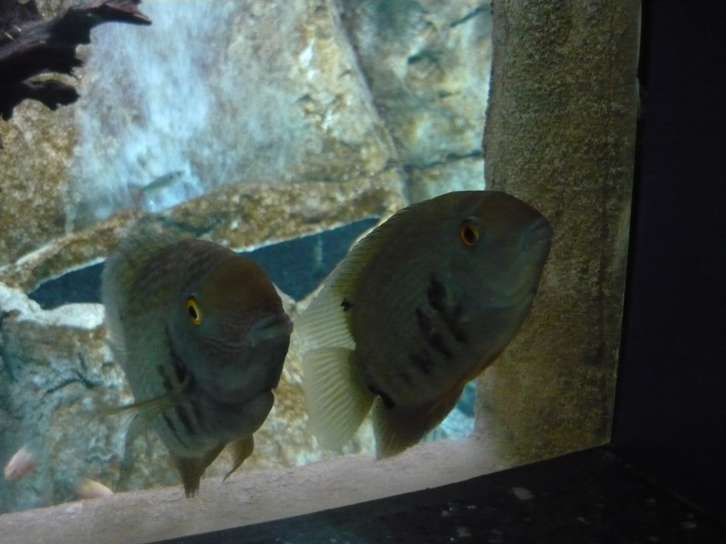 Banded cichlids