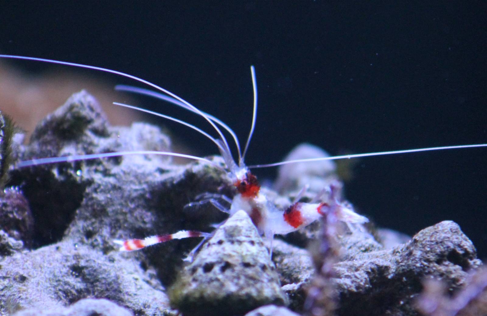 Banded coral shrimp