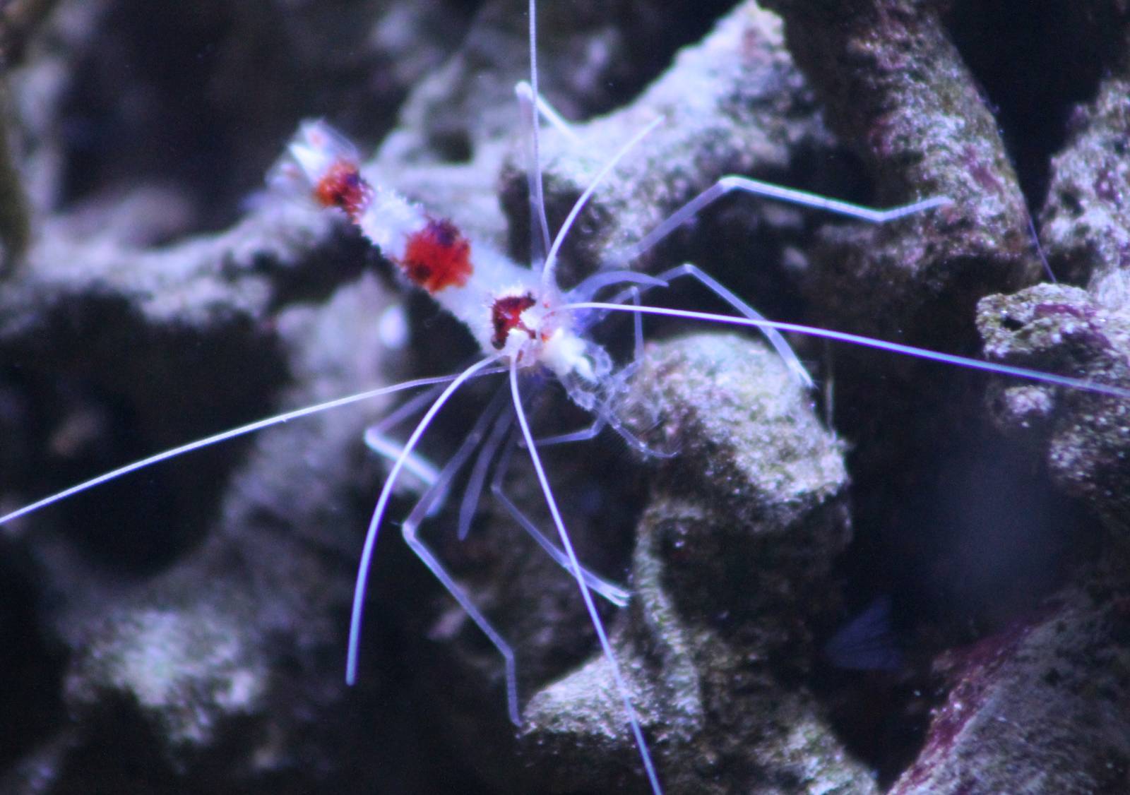 Banded coral shrimp