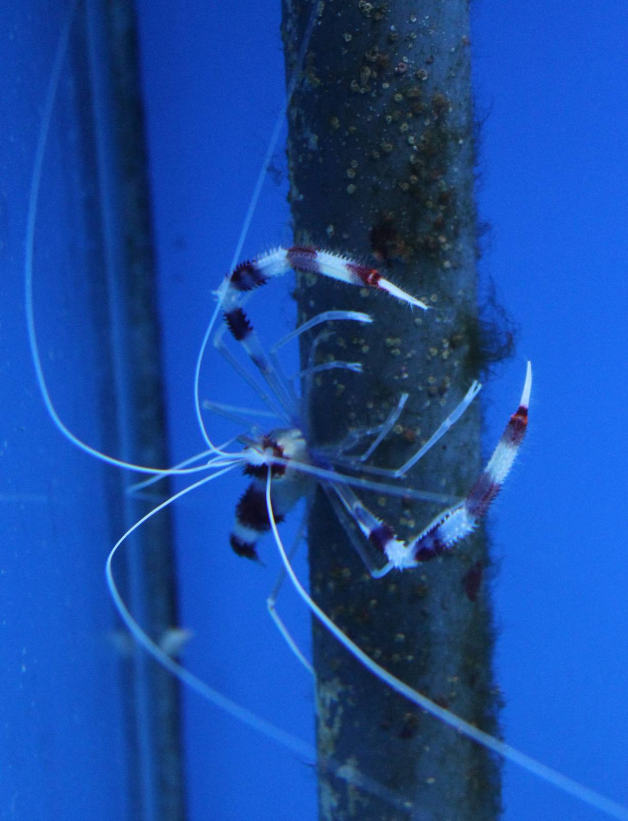 Banded Coral shrimp